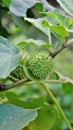 Fruits of Datura innoxia known as pricklyburr, recurved thorn apple etc Royalty Free Stock Photo