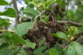 The fruits of deciduous alder tree are small brown cones among the green leaves on the branch Royalty Free Stock Photo