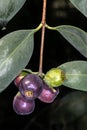 Fruits of Desert Quandong