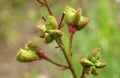 Fruits of Dictamnus albus