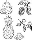 Fruits drawing vector food strawberries raspberry bilberry illustration line pineapple leaf sketch symbol design menu