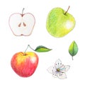 Fruits drawn by color pencils