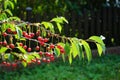 The fruits of the dwarf cherry Prunus avium ripen in June. Berlin, Germany