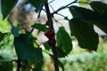 The fruits of the dwarf self-fruiting sweet cherry tree, Prunus avium \'Kordia\', ripen in June. Berlin, Germany