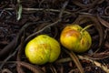 Fruits of Elephant apple tree