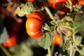 Fruits of an Ethiopian nightshade, Solanum aethiopicum