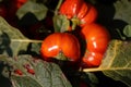 Fruits of an Ethiopian nightshade, Solanum aethiopicum