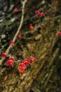 Fruits of Euonymus europaeus. Royalty Free Stock Photo