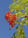 Fruits of the European Rowan