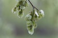 Fruits of a European white elm Ulmus laevis Royalty Free Stock Photo