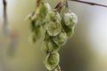 Fruits of a European white elm Ulmus laevis Royalty Free Stock Photo