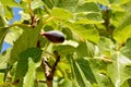 Fruits of the fig tree, ficus carica Royalty Free Stock Photo