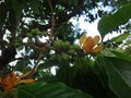 Fruits and flower of champak tree