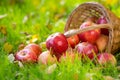 Fruits and flowers in autumn