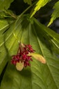 Fruits and Flowers of Full Moon Maple Royalty Free Stock Photo