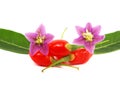 Fruits, flowers and leaves of goji berry or wolfberry Royalty Free Stock Photo