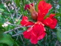 Fruits and flowers of the pomegranate. Punica granatum. Lythraceae