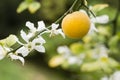 Fruits and flowers of trifoliate orange tree Royalty Free Stock Photo