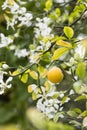 Fruits and flowers of trifoliate orange tree Royalty Free Stock Photo