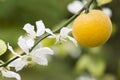 Fruits and flowers of trifoliate orange tree Royalty Free Stock Photo