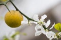 Fruits and flowers of trifoliate orange tree Royalty Free Stock Photo