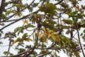 Fruits an foliage of a trumpet tree, Cecropia obtusifolia
