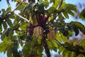 Fruits an foliage of a trumpet tree, Cecropia obtusifolia