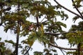 Fruits an foliage of a trumpet tree, Cecropia obtusifolia