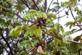 Fruits an foliage of a trumpet tree, Cecropia obtusifolia
