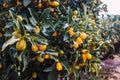 Fruits of a Fortunella orange tree, citrus sinensis, ripened in the sun on a plantation in Valencia Royalty Free Stock Photo