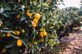 Fruits of a Fortunella orange tree, citrus sinensis, ripened in the sun on a plantation in Valencia Royalty Free Stock Photo