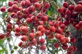 Foxtail palm fruits, Wodyetia bifurcata Royalty Free Stock Photo