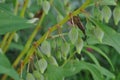 Fruits of Garden Balsam