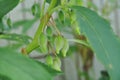 Fruits of Garden Balsam