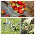 Fruits, gloves. Related to agriculture. Collage, background or poster of Gardening and agriculture. Related to activities in