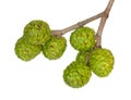 Fruits of Gray alder