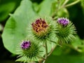 The fruits of greater burdock.