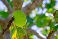 Fruits green fig on the tree with leaves Royalty Free Stock Photo