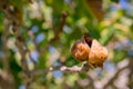 Fruits green fig on the tree with leaves Royalty Free Stock Photo