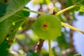 Fruits green fig on the tree with leaves Royalty Free Stock Photo