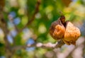 Fruits green fig on the tree with leaves Royalty Free Stock Photo