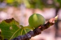 Fruits green fig on the tree with leaves Royalty Free Stock Photo