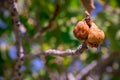 Fruits green fig on the tree with leaves Royalty Free Stock Photo