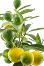 Fruits green lemon citrus bright juicy ornamental plant on white isolated background