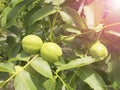 The fruits of green walnut hang on a branch. Walnut Tree Young green nut Royalty Free Stock Photo