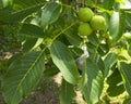 The fruits of green walnut hang on a branch. Walnut Tree Young green nut Royalty Free Stock Photo