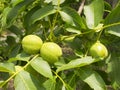 The fruits of green walnut hang on a branch. Walnut Tree Young green nut Royalty Free Stock Photo