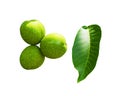 The fruits of green walnut hang on a branch. Walnut Tree Young green nut Royalty Free Stock Photo