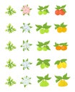 Fruits growth stages. Apple, peach and lemon mandarin pear phases. Vector illustration. Ripening progression. Fruit life cycle