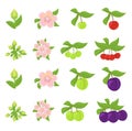 Fruits growth stages. Cherries and Plum Damsons phases. Vector illustration. Ripening progression. Fruit life cycle animation